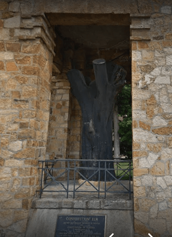 Constitution Elm.png