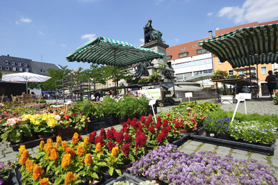 1572_marktplatz_blumen